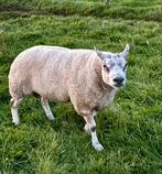 Te koop zware  2,5 jarige Texelaar ram met booroola gen, Mannelijk, Schaap, 0 tot 2 jaar