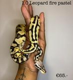 1.0 Leopard Fire Pastel NK24, Slang, 0 tot 2 jaar