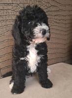 WIJ MOGEN VERHUIZEN 💞 Medium Australian labradoodle pups 💞, Parvo, Overige rassen, 8 tot 15 weken, Meerdere