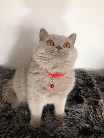 Brits Britse korthaar POES met stamboom beschikbaar voor biedingen