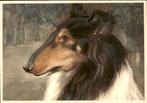 VHK, collie, schotse herder, Verzenden, 1960 tot 1980, Ongelopen, Hond of Kat
