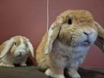 2 gecastreerde hangoor konijnen broers, Dieren en Toebehoren, Konijnen, Mannelijk, Dwerg, Hangoor, 0 tot 2 jaar