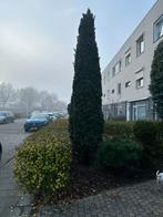 Taxus baccata 3/3.5 meter - prachtige zuilvorm, Bloeit niet, Overige soorten, 250 tot 400 cm, Ophalen