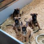 Mechelse herder pups, 8 tot 15 weken, Meerdere, Meerdere dieren, Herder