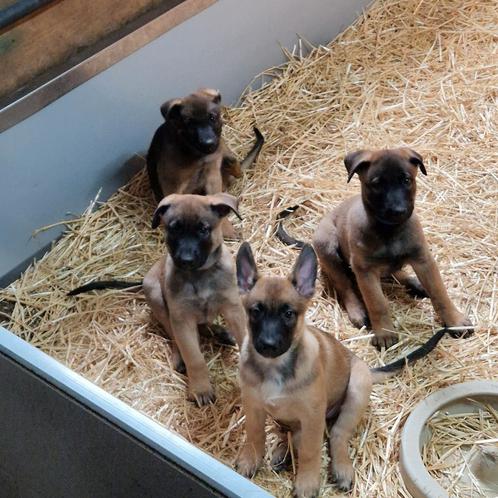 Mechelse herder pups, Dieren en Toebehoren, Honden | Herdershonden en Veedrijvers, Meerdere dieren, Herder, Particulier, Meerdere