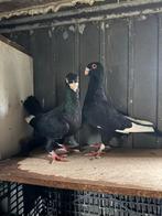 Te koop, Meerdere dieren, Overige soorten