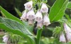 Symphytum officinale (smeerwortel) wit vaste plant Sr, Ophalen of Verzenden, Vaste plant, Overige soorten, Volledige schaduw