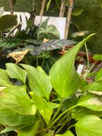 Gratis planten, Huis en Inrichting, Kamerplanten, Ophalen, Overige soorten, Minder dan 100 cm