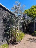 Eucalyptus boom +2 meter hoog, Tuin en Terras, Planten | Bomen, Ophalen, Volle zon, Overige soorten