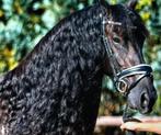 Gevraagd iemand voor op mijn Friese merrie wil rijden, Dieren en Toebehoren, Paarden, Merrie, Met stamboom, Zadelmak, 3 tot 6 jaar
