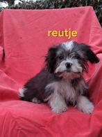 Te koop mooie kleinblijvende speelse boomer pups, Parvo, 8 tot 15 weken, Meerdere, Meerdere dieren