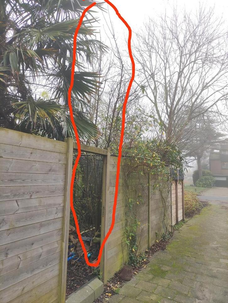 Perenboom te koop, Tuin en Terras, Planten | Bomen, Overige soorten, Volle zon, Bloeit niet, Ophalen