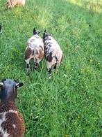 Bonte dekram, Dieren en Toebehoren, Schapen, Geiten en Varkens, Mannelijk, Schaap