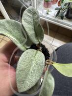 Hoya argentea princess (nova), Verzenden, Overige soorten, Halfschaduw, Minder dan 100 cm