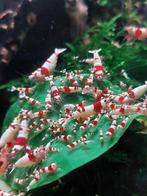 Crystal red garnalen, 10 voor 15 euro, Dieren en Toebehoren, Vissen | Aquariumvissen, Kreeft, Krab of Garnaal, Zoetwatervis, Schoolvis