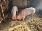 Landvarkens, Dieren en Toebehoren, Schapen, Geiten en Varkens, Vrouwelijk, Varken, 0 tot 2 jaar