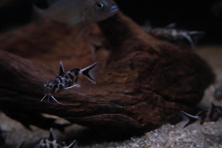 Synodontis petricola, Dieren en Toebehoren, Vissen | Aquariumvissen, Zoutwatervis, Vis