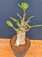 Adenium Baobab p12 (5), Ophalen of Verzenden, Halfschaduw, Minder dan 100 cm