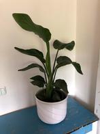 Prachtige XL vintage bloempot van West Germany, Gebruikt, Rond, Binnen, Minder dan 40 cm