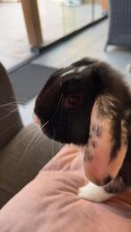 Hangoor mannetje, Dieren en Toebehoren, Konijnen, Mannelijk, Hangoor