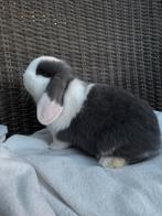 Mooie dwerg hangoor konijntjes, Dieren en Toebehoren, Konijnen, Meerdere dieren, Dwerg, Hangoor