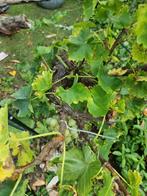 Oude Druivenboom te koop, Tuin en Terras, Lente, Overige soorten, Volle zon, Ophalen of Verzenden