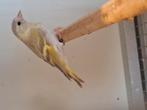 Sijs pop isabel, Dieren en Toebehoren, Vogels | Overige Vogels, Vrouwelijk, Wildzangvogel, Geringd