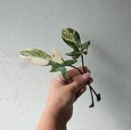 Philodendron Florida Beauty stekken op water, Ophalen of Verzenden, Minder dan 100 cm