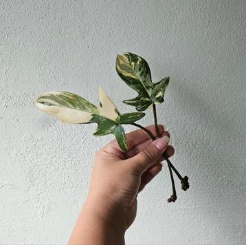 Philodendron Florida Beauty stekken op water beschikbaar voor biedingen