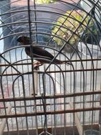 Twatwa pop, Dieren en Toebehoren, Vogels | Overige Vogels, Vrouwelijk, Tropenvogel, Geringd