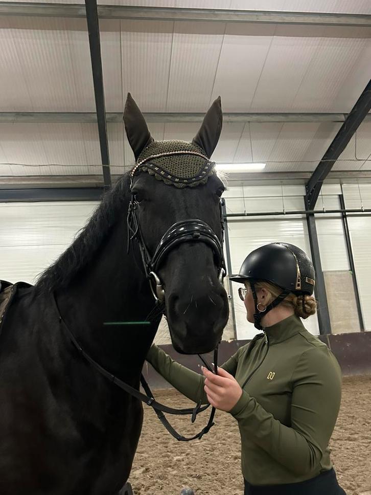 Verzorg/bijrijdpaard gezocht omgeving Dordrecht, Dieren en Toebehoren, Paarden en Pony's | Verzorgingsproducten, Ophalen of Verzenden