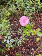 Gratis tuinplanten, Tuin en Terras, Ophalen, Overige soorten, Struik, Minder dan 100 cm