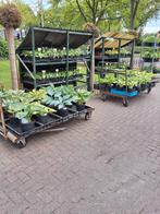 Hosta's (Straatverkoop), Tuin en Terras, Planten | Tuinplanten, Ophalen, Zomer, Overige soorten, Volle zon