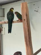 Stanley rossela’s tekoop, Dieren en Toebehoren, Vogels | Parkieten en Papegaaien, Meerdere dieren, Parkiet, Geringd