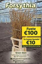 Forsythia Te koop, Huis en Inrichting, Kamerplanten, Ophalen, 100 tot 150 cm, Overige soorten, Halfschaduw