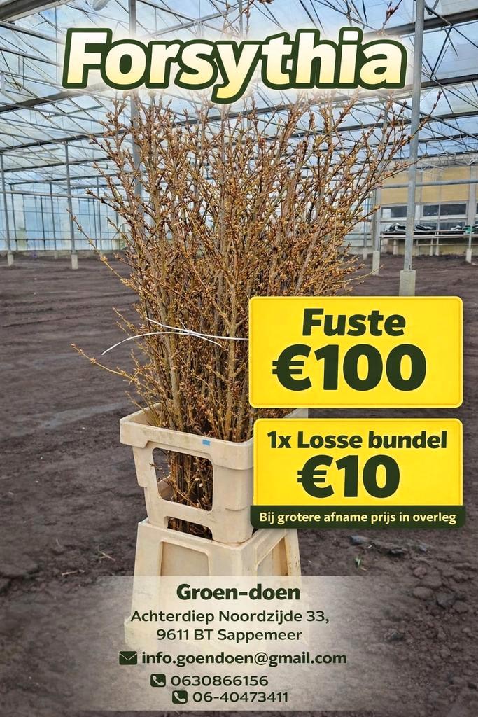 Forsythia Te koop, Huis en Inrichting, Kamerplanten, Overige soorten, 100 tot 150 cm, Bloeiende kamerplant, Halfschaduw, Ophalen