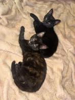 Meisjes kitten (Tita), Dieren en Toebehoren, Poes, 0 tot 2 jaar