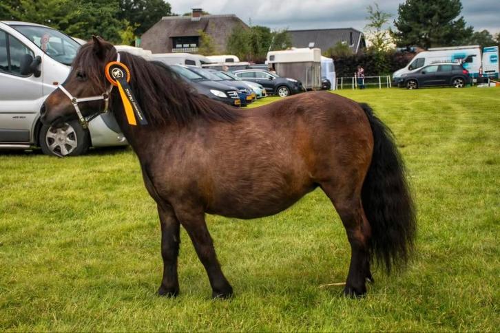 Shetlander merrie., Dieren en Toebehoren, Paarden, Merrie, Recreatiepaard