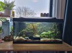 Mooi aquarium inclusief Betta vissen enz..., Ophalen, Zo goed als nieuw, Gevuld zoetwateraquarium