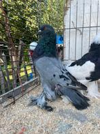 Prachtige Gentse kroppers, Dieren en Toebehoren, Vogels | Duiven, Meerdere dieren, Overige soorten