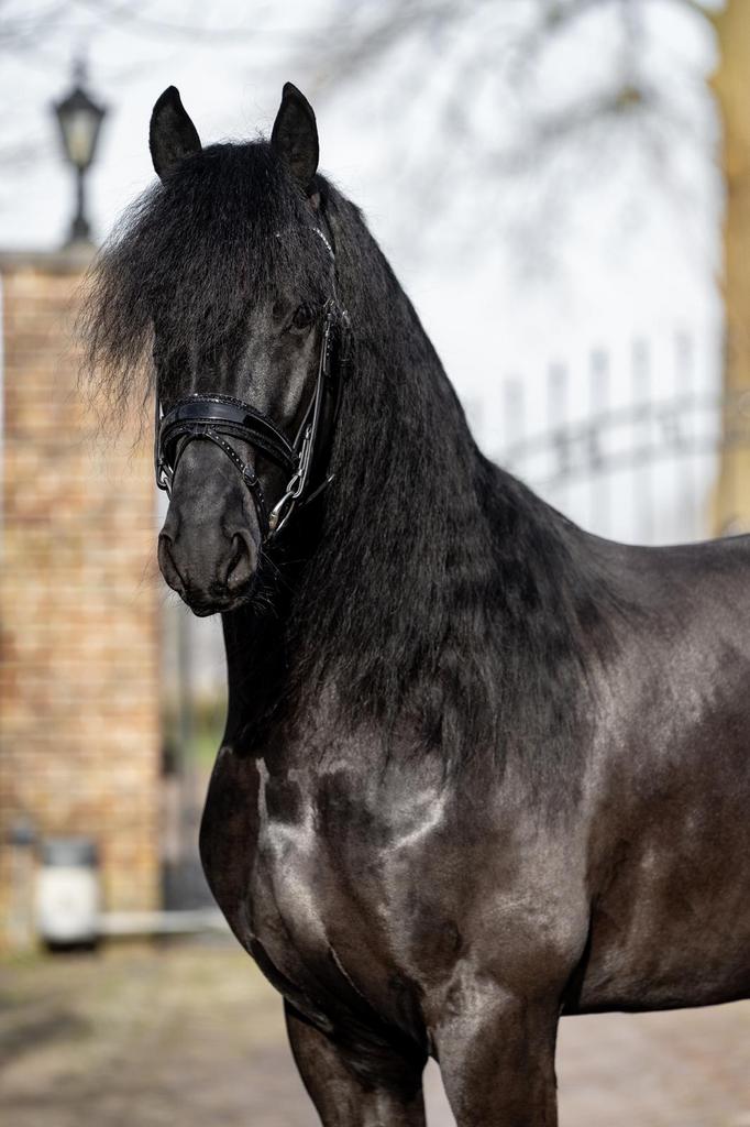 PYTER FB35 ter dekking, Dieren en Toebehoren, Paarden en Pony's | Dekhengsten en Fokmerries, Hengst