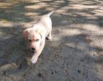 Kruising Labrador pups, blond en zwart., Dieren en Toebehoren, Honden | Niet-rashonden, CDV (hondenziekte), Particulier, Meerdere