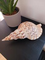 Triton schelp, Ophalen of Verzenden, Schelp(en)