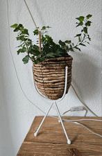 Plant, Tuin en Terras, Bloembakken en Plantenbakken, Ophalen, Minder dan 60 cm, Rond, Binnen