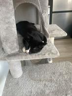 Lieve kitten zoekt huisje, Dieren en Toebehoren, Poes