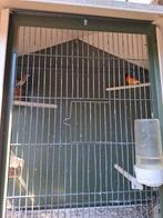 Koppel kapoetsensijs, Meerdere dieren, Tropenvogel