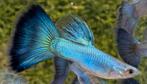🔵🔵 High Quality Blue Singa Blue Tail guppen 🔵🔵, Vis, Zoetwatervis, Schoolvis