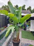 Mooie plant ( papegaaienplant ), Ophalen, Overige soorten, 200 cm of meer