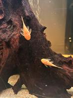Ancistrus L144 Red eye Albino, Dieren en Toebehoren, Vis