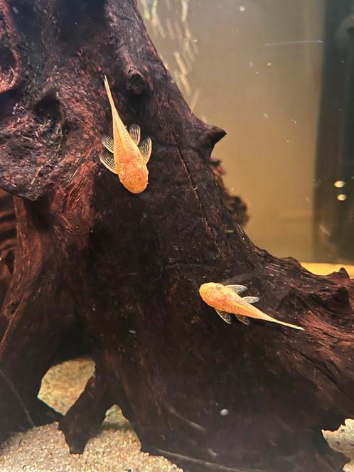 Ancistrus L144 Red eye Albino, Dieren en Toebehoren, Vissen | Aquariumvissen, Vis